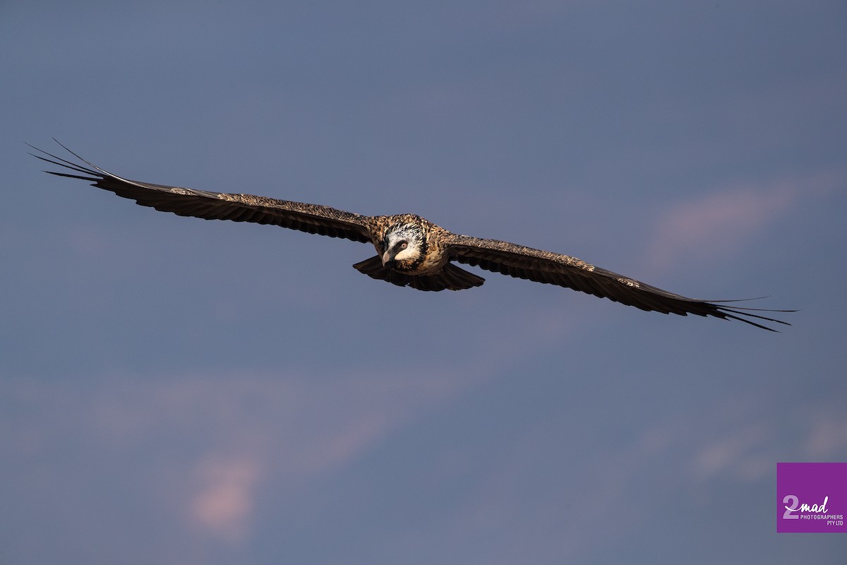 Bearded Vulture - ML612619335