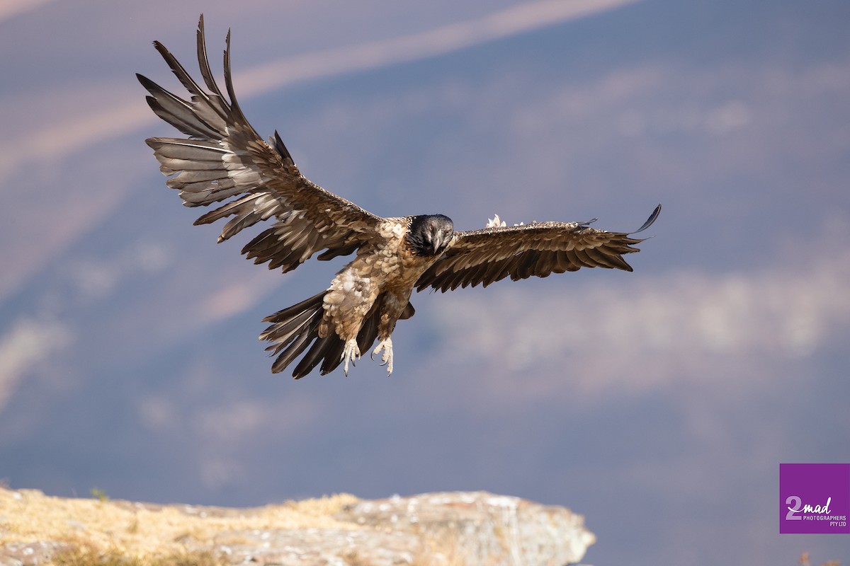 Bearded Vulture - ML612619336