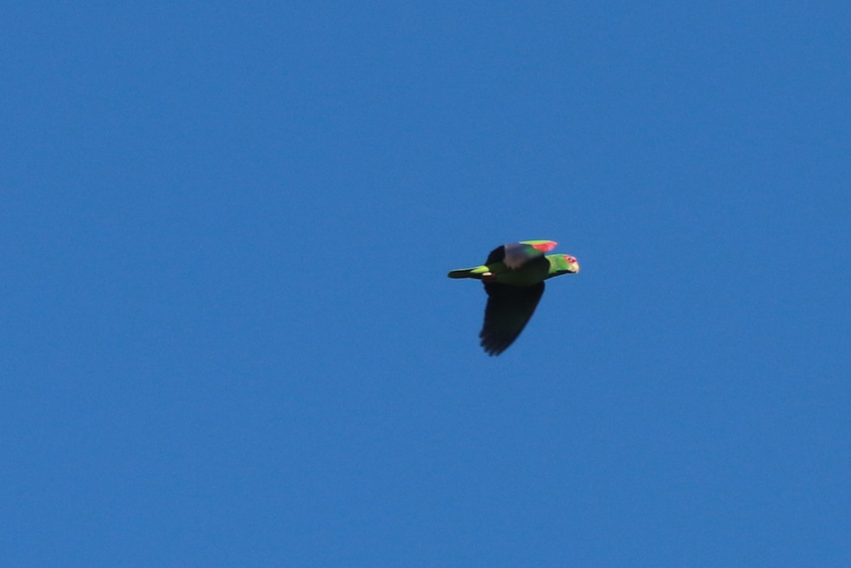 White-fronted Parrot - ML612619540