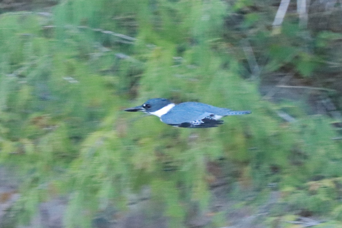 Belted Kingfisher - ML612619726