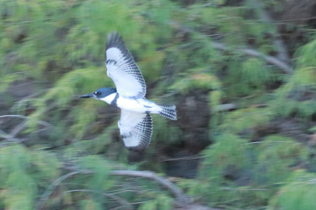 Belted Kingfisher - ML612619727