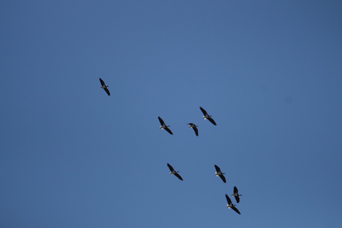 ibis slámokrký - ML612619892