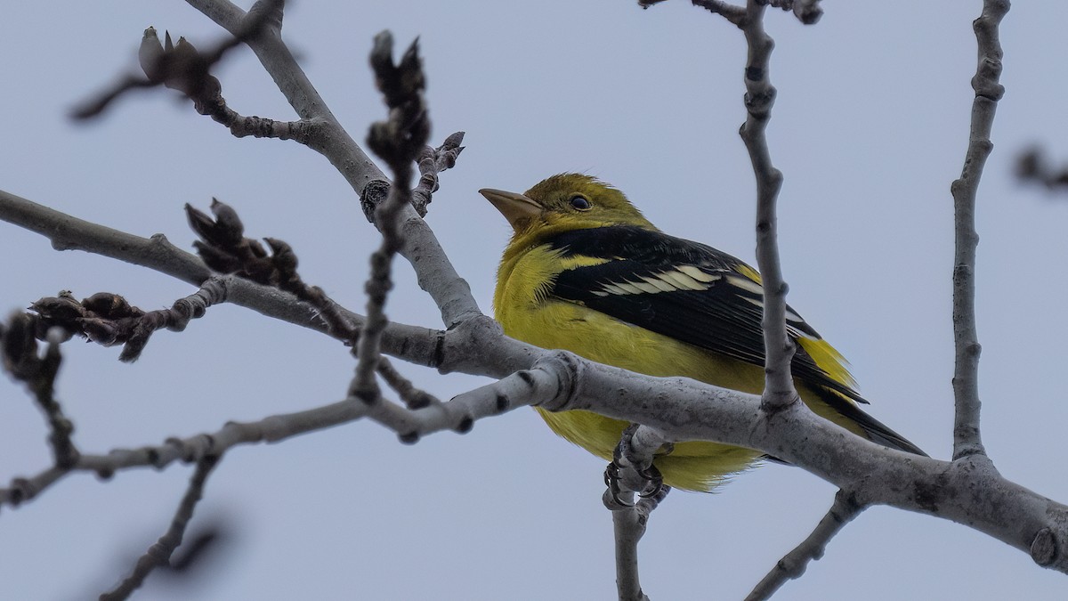 Western Tanager - ML612619923