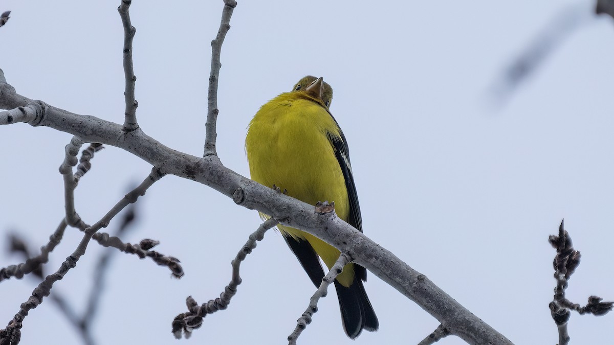 Western Tanager - ML612619924