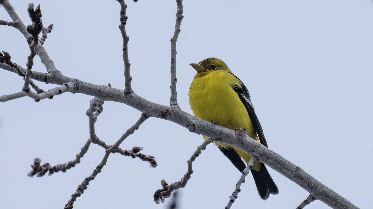 Western Tanager - ML612619925