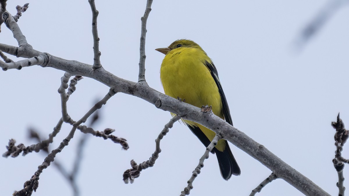 Western Tanager - Charles Francis