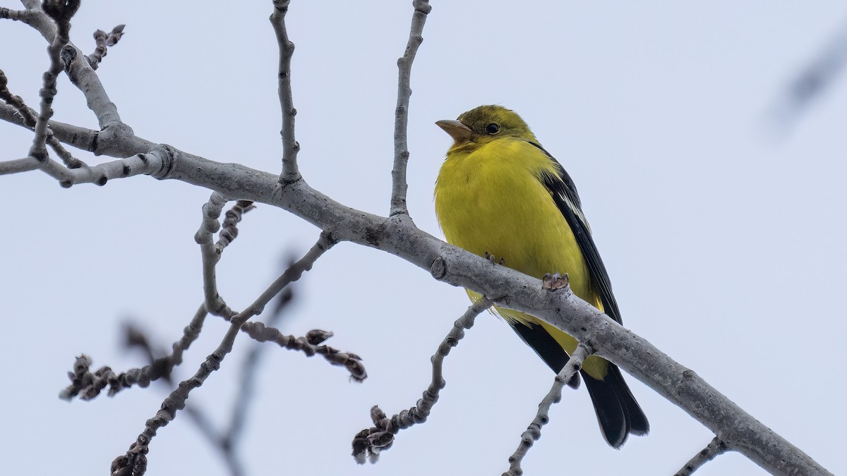 Western Tanager - ML612619927