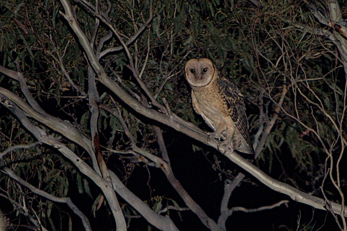 Australian Masked-Owl - ML612620403