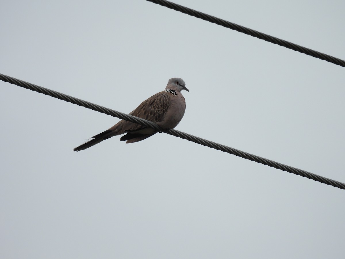 Spotted Dove - ML612620475