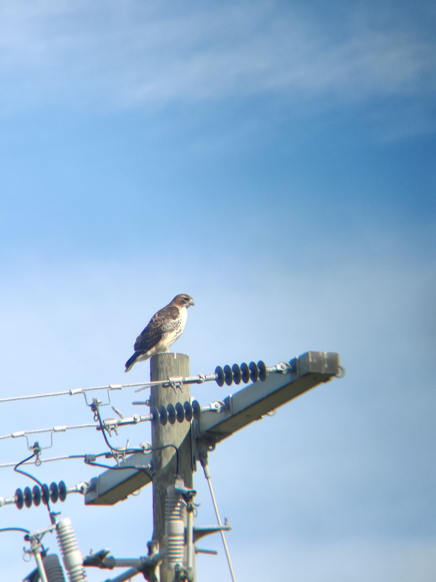 Red-tailed Hawk - ML612620804