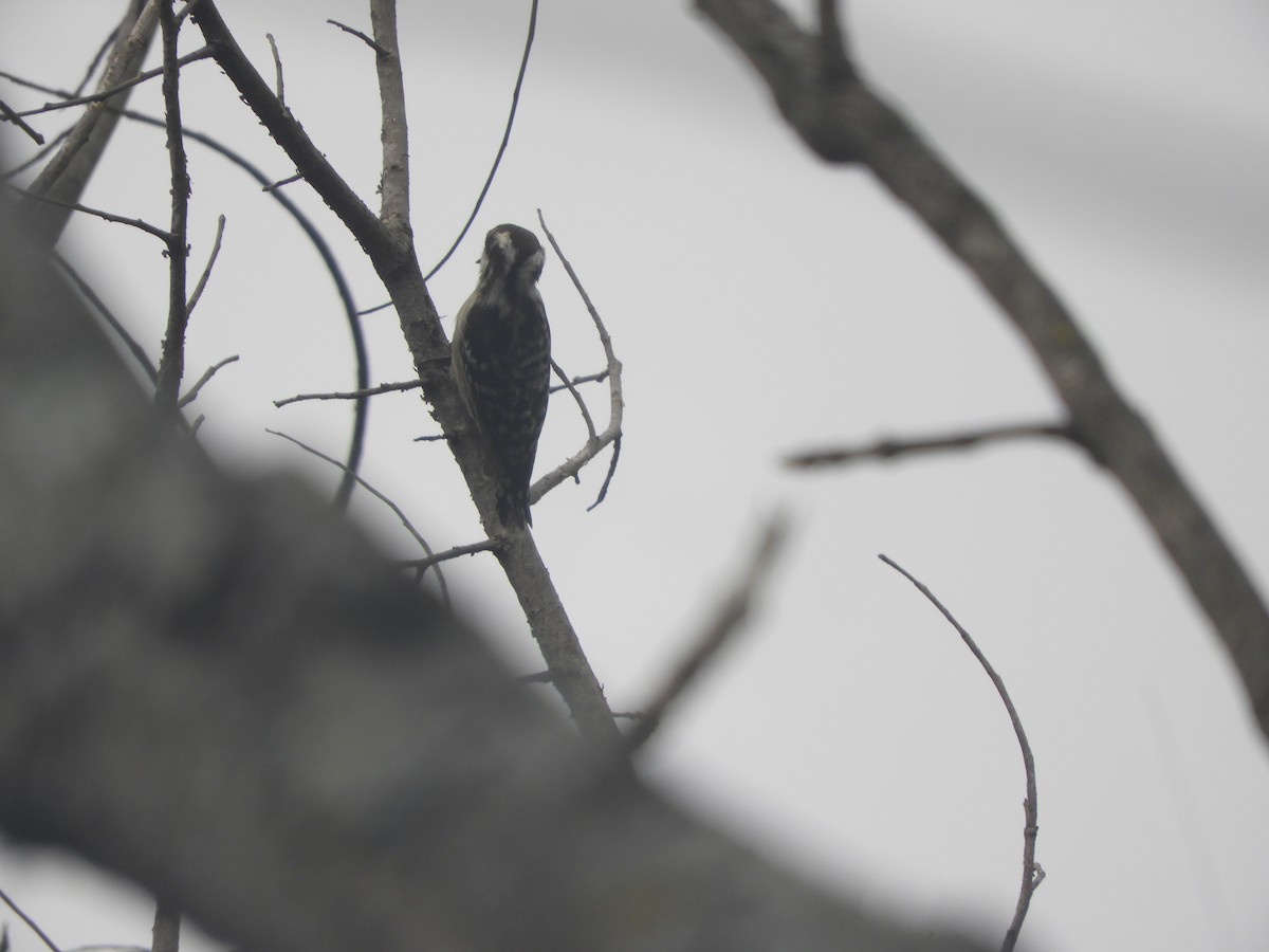 Brown-capped Pygmy Woodpecker - Sridhara B A