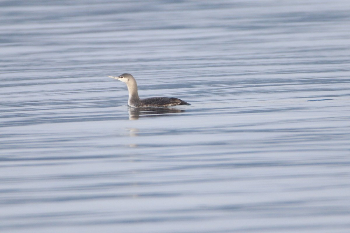 Red-throated Loon - ML612621305