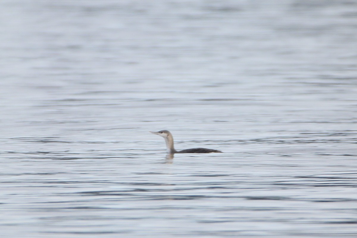 Red-throated Loon - ML612621306