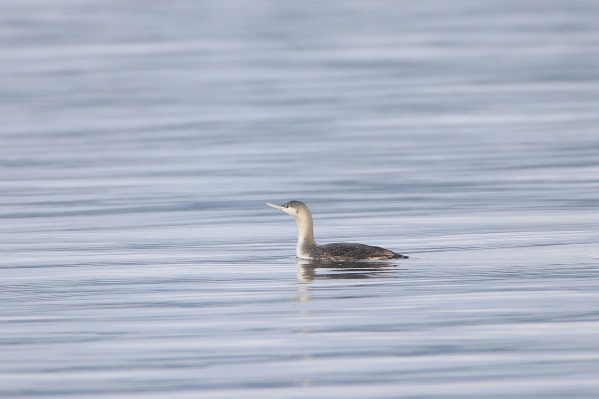 Red-throated Loon - ML612621307