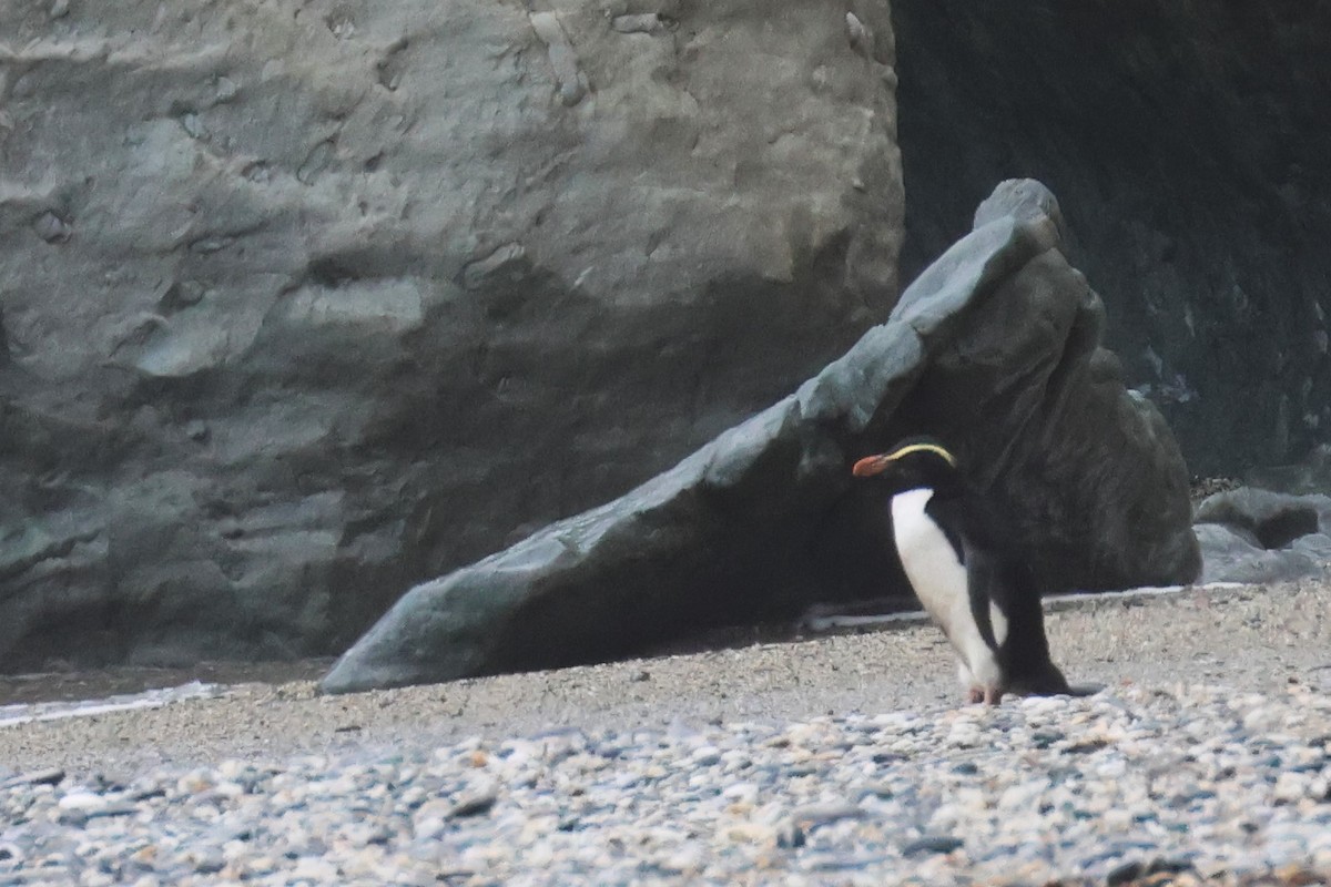 Fiordland Penguin - ML612621367