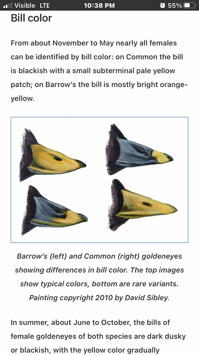 Barrow's Goldeneye - ML612621536