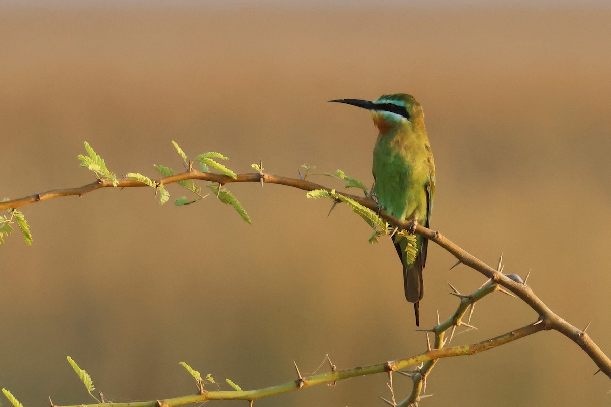Blue-cheeked Bee-eater - ML612621581
