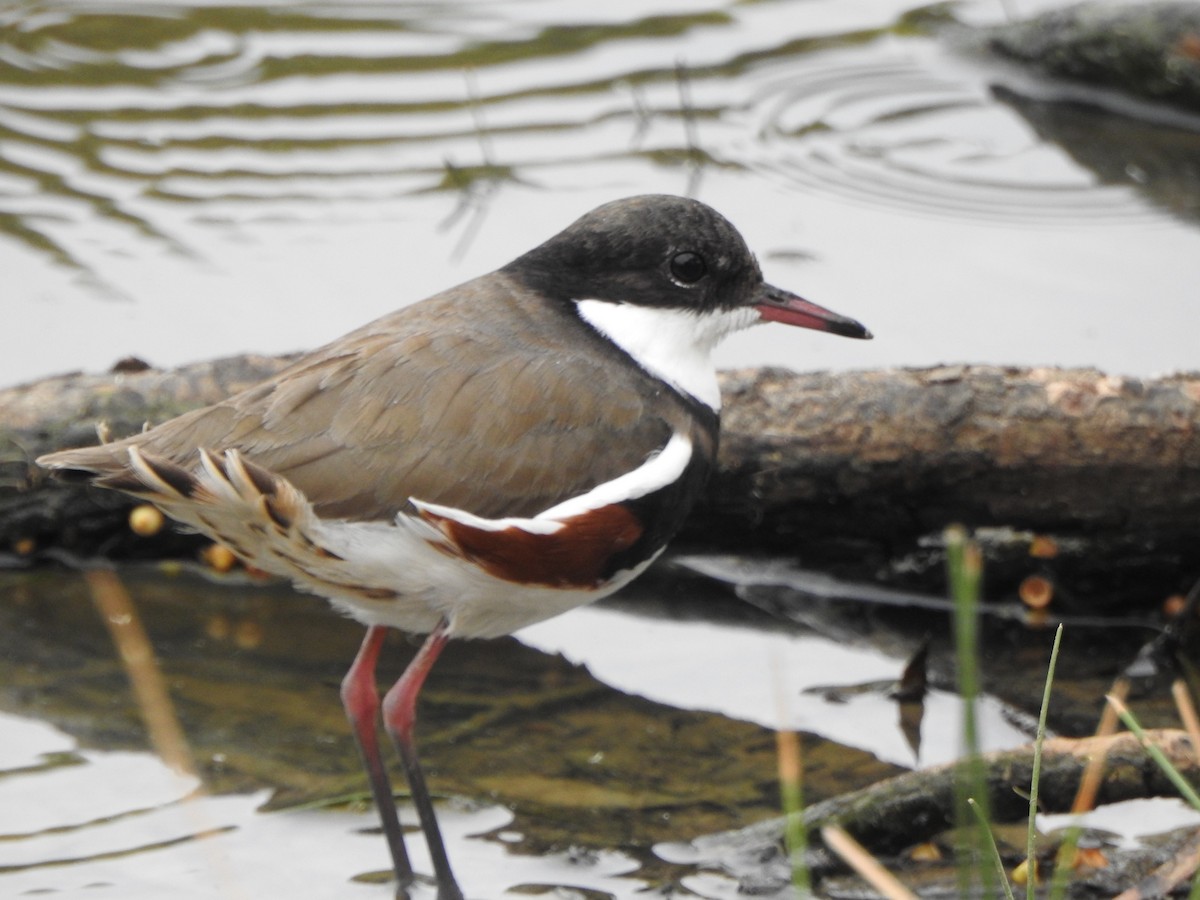 Red-kneed Dotterel - ML612621659