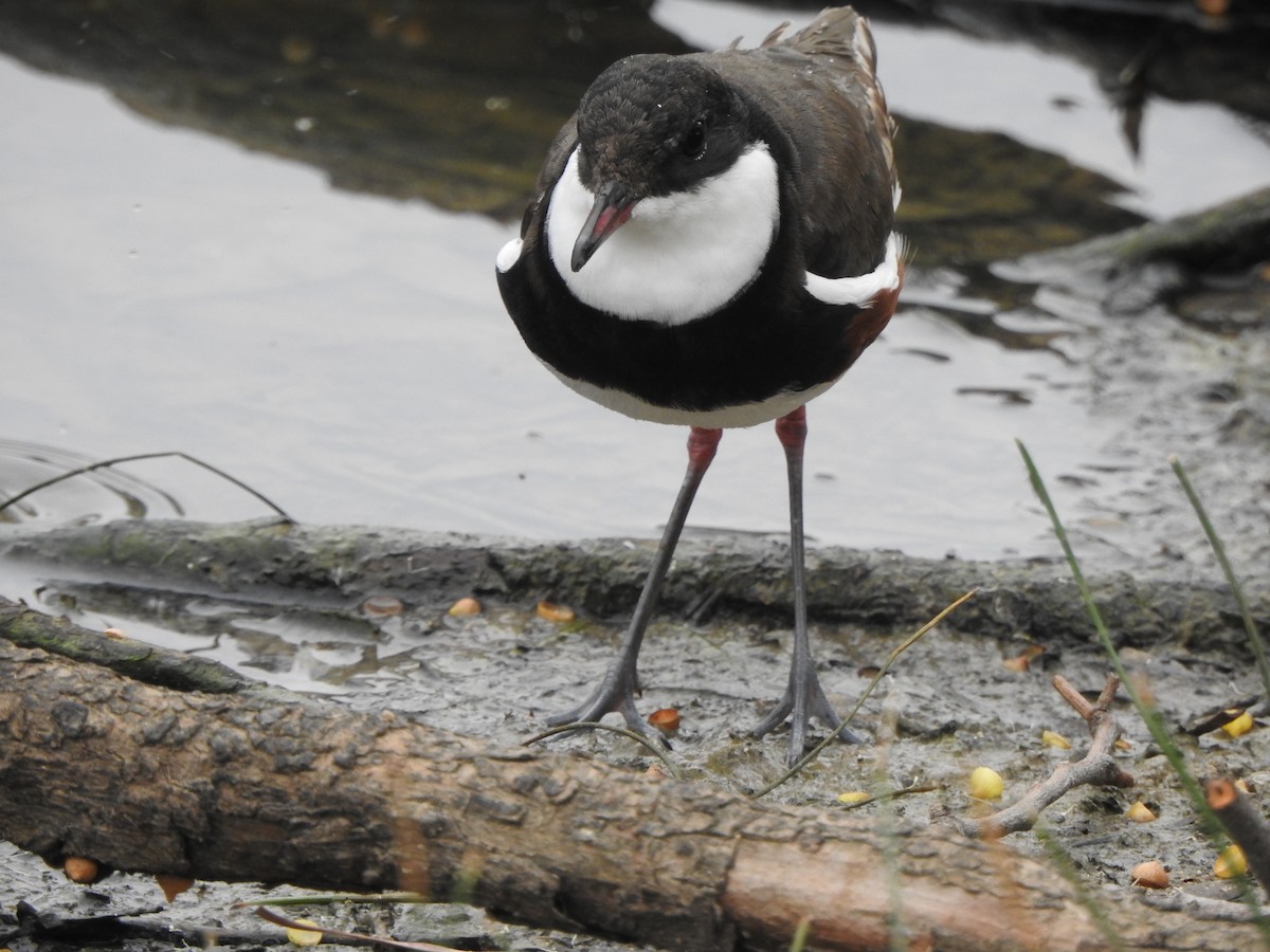Red-kneed Dotterel - ML612621660