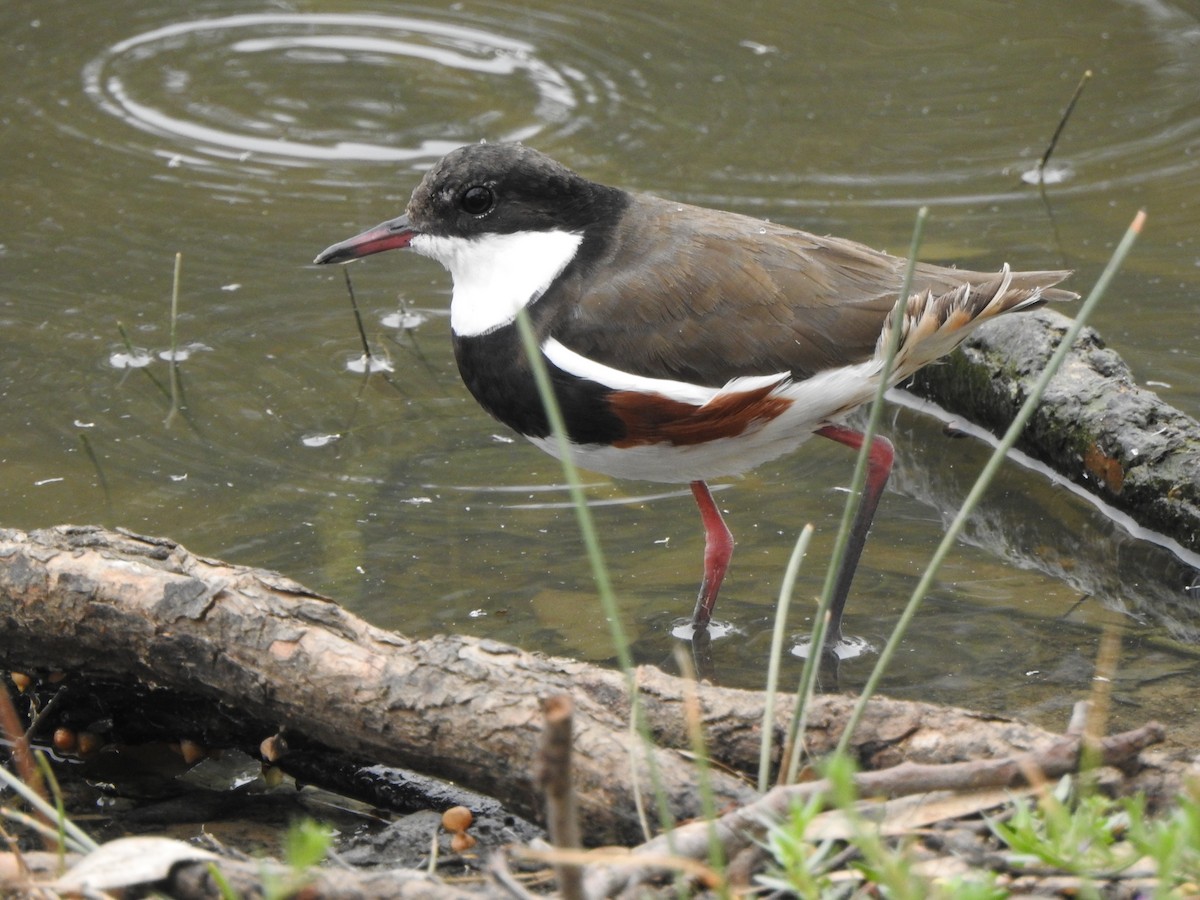 Red-kneed Dotterel - ML612621662