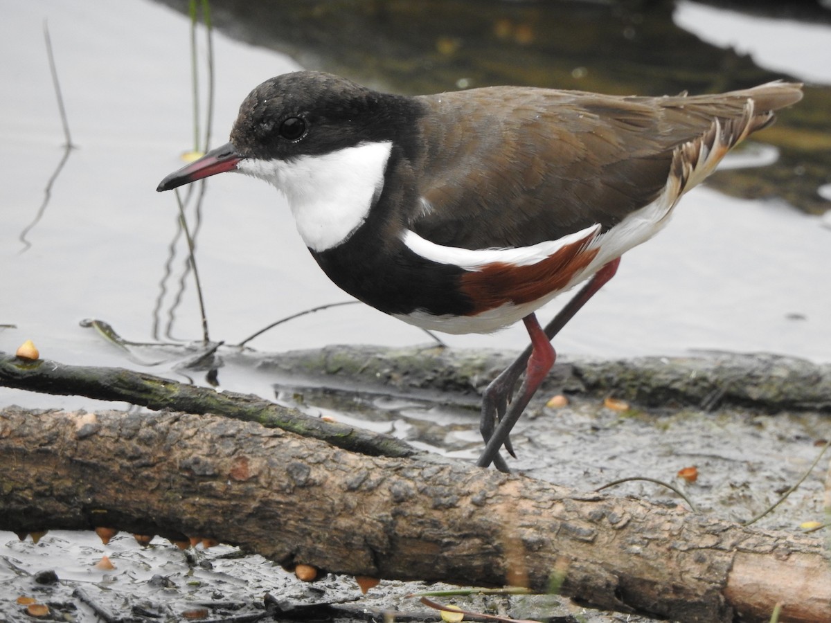 Red-kneed Dotterel - ML612621703
