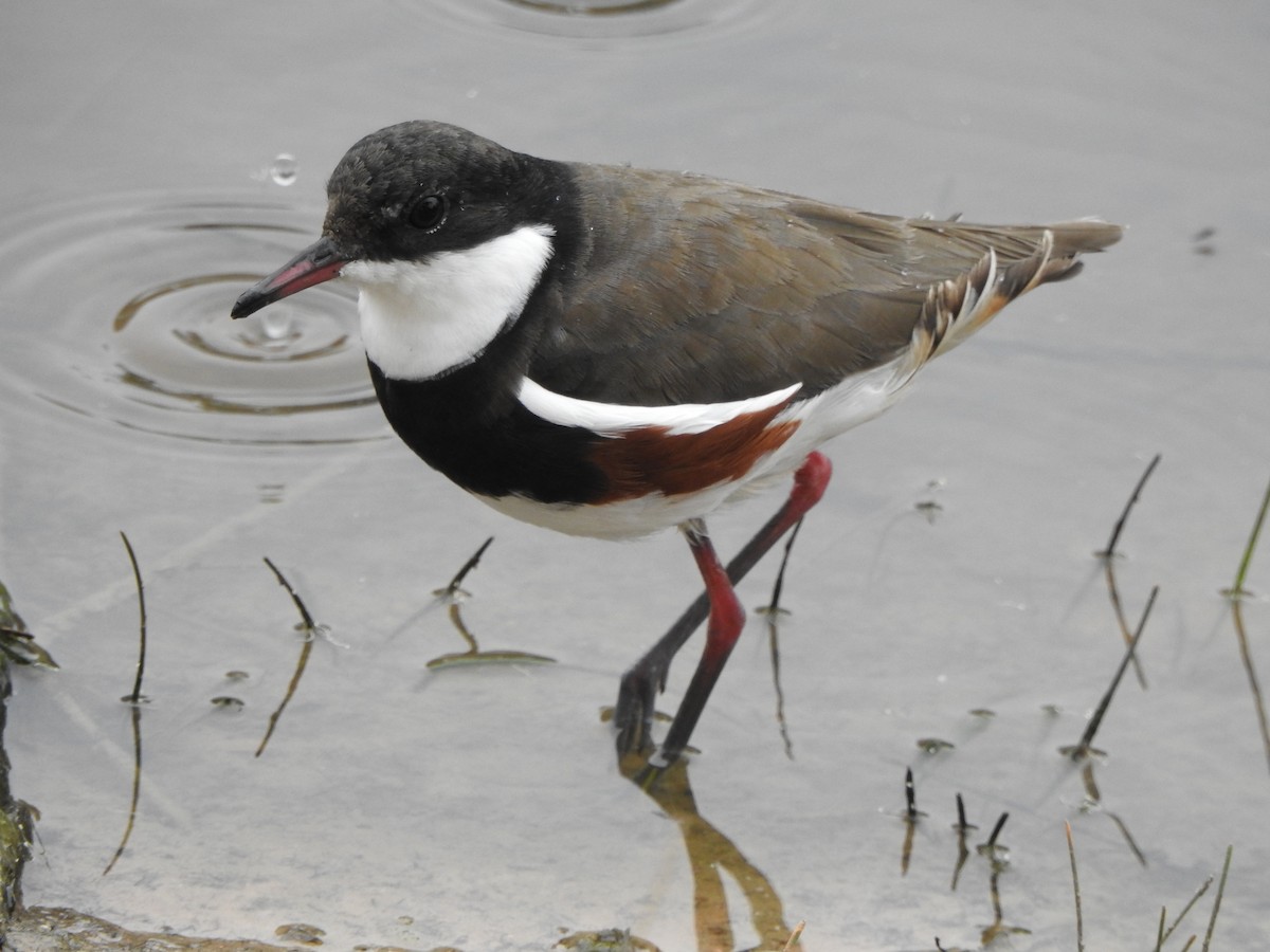 Red-kneed Dotterel - ML612621704