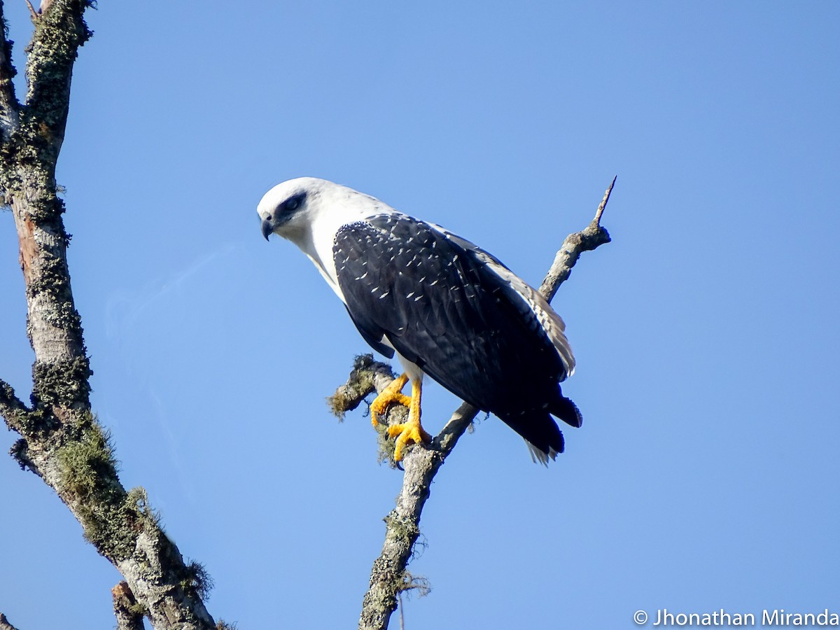 White Hawk - Jhonathan Miranda - Wandering Venezuela Birding Expeditions