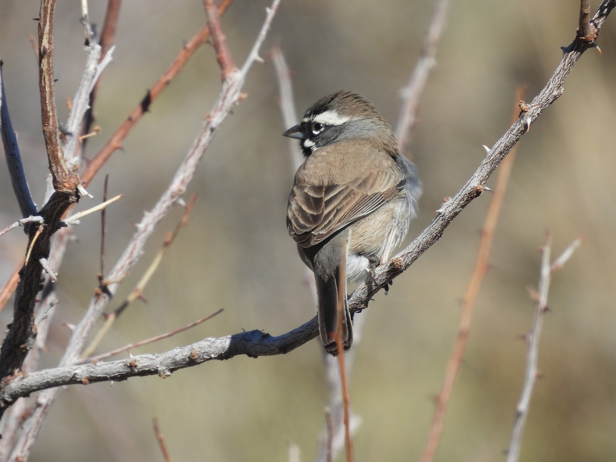 Black-throated Sparrow - ML612621851