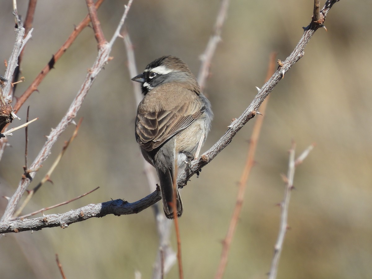 Black-throated Sparrow - ML612621852