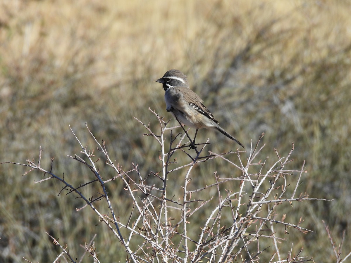 Black-throated Sparrow - ML612621853