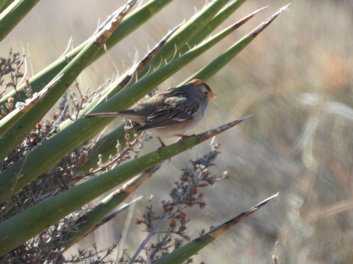 White-crowned Sparrow - L. Burkett