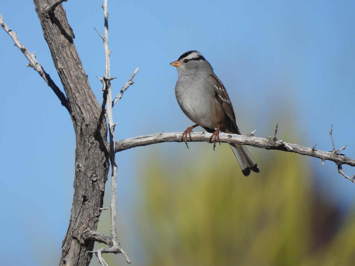 White-crowned Sparrow - ML612621873