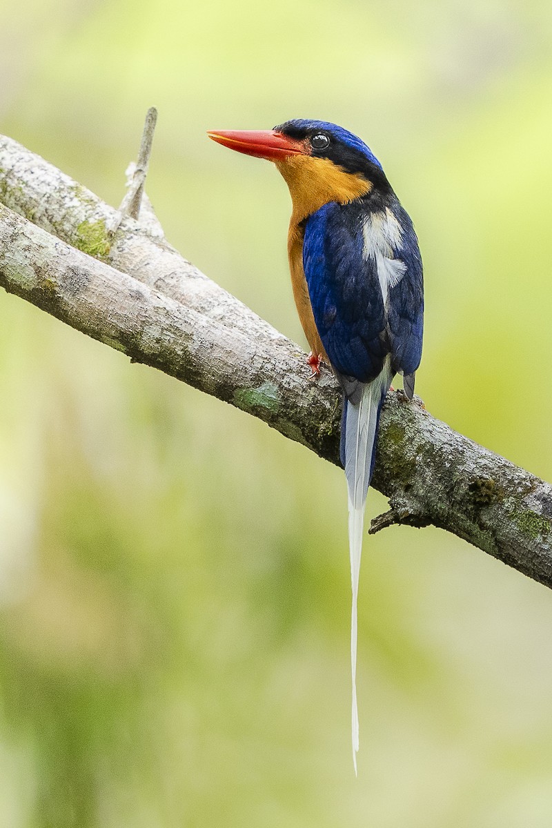 Buff-breasted Paradise-Kingfisher - Wasu Vidayanakorn
