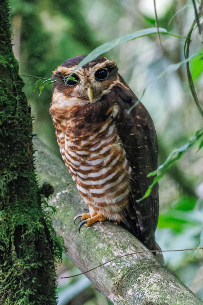 Band-bellied Owl - ML612622923