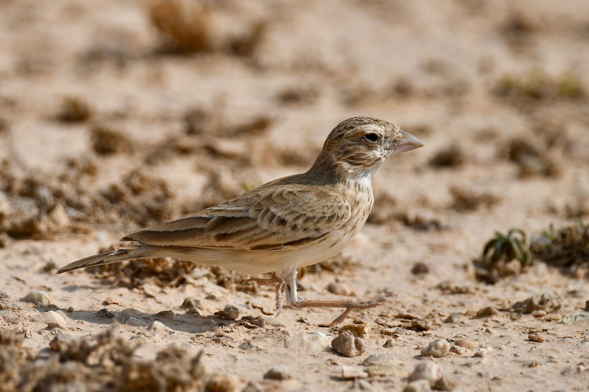 Black-crowned Sparrow-Lark - Jacques Erard