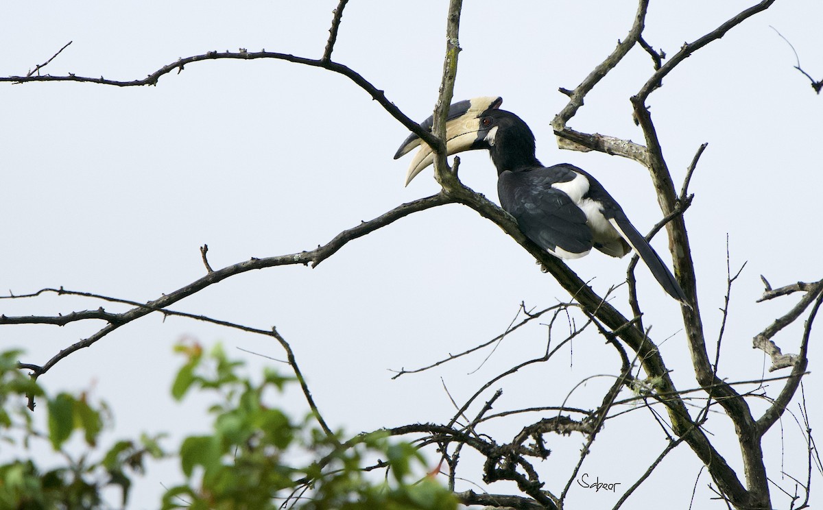 Malabar Pied-Hornbill - sabeer ali