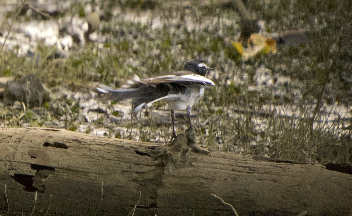 White-browed Wagtail - ML612623431