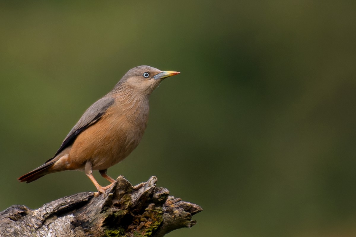Chestnut-tailed Starling - ML612623507