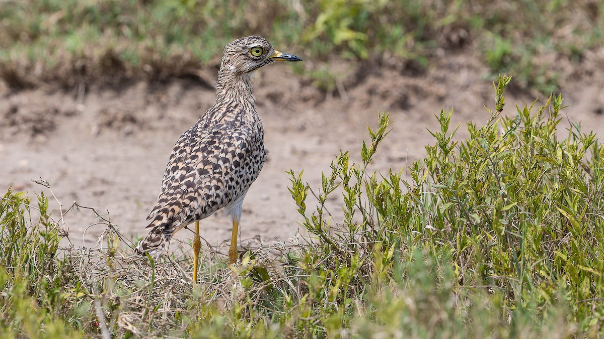 Spotted Thick-knee - ML612623689
