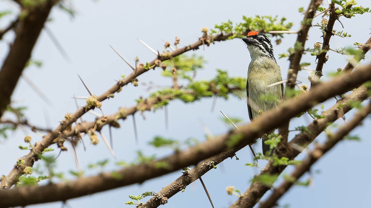 Red-fronted Tinkerbird - David Newell