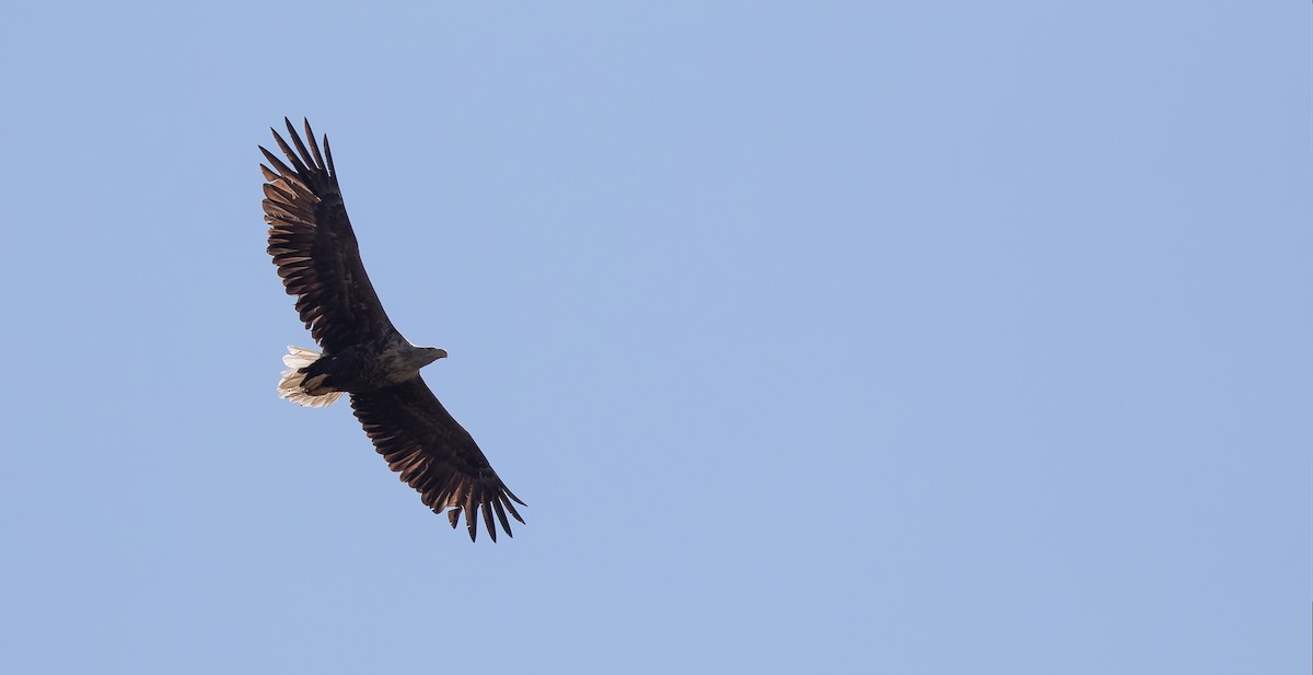 White-tailed Eagle - ML612623916