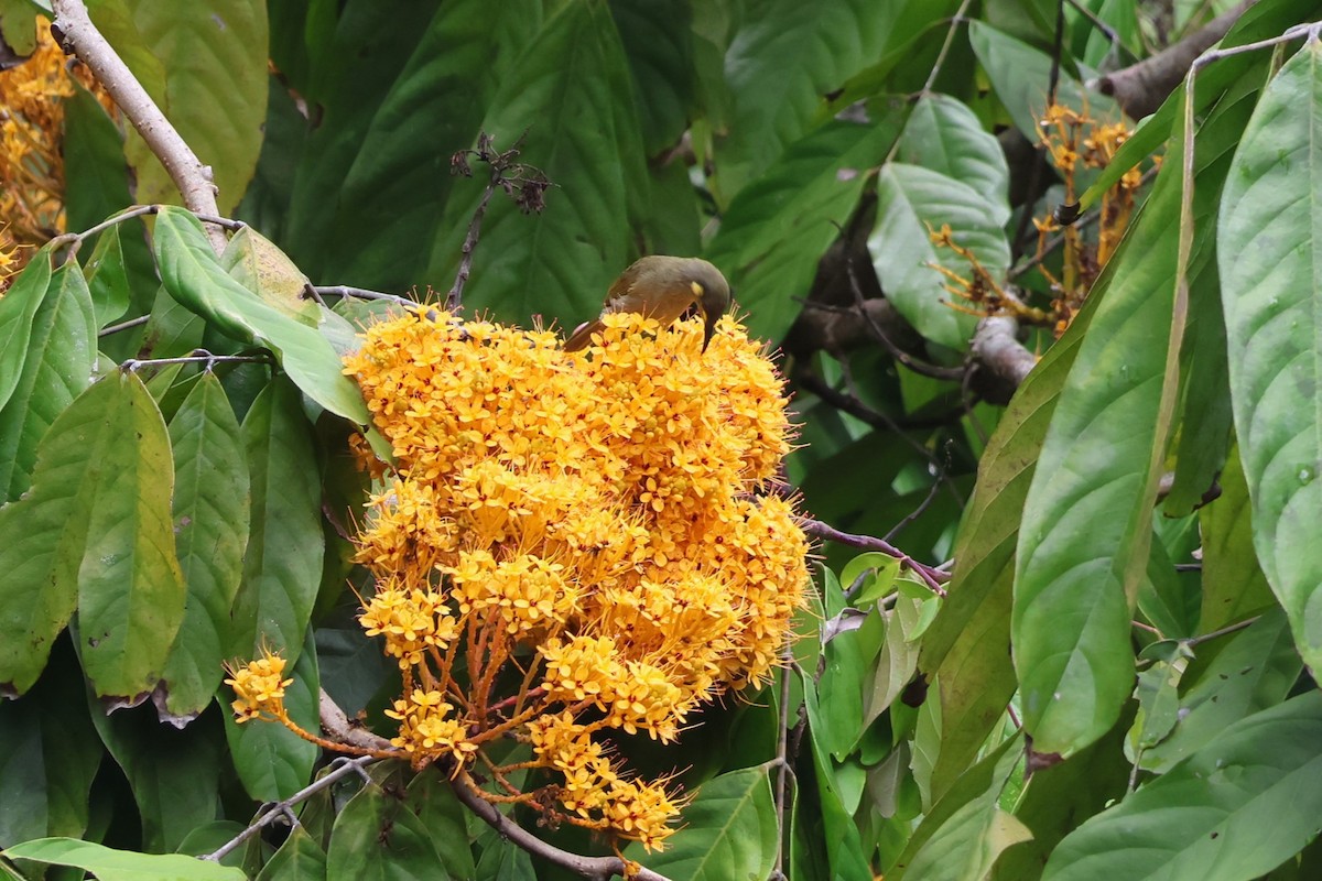 Yellow-spotted Honeyeater - ML612624096