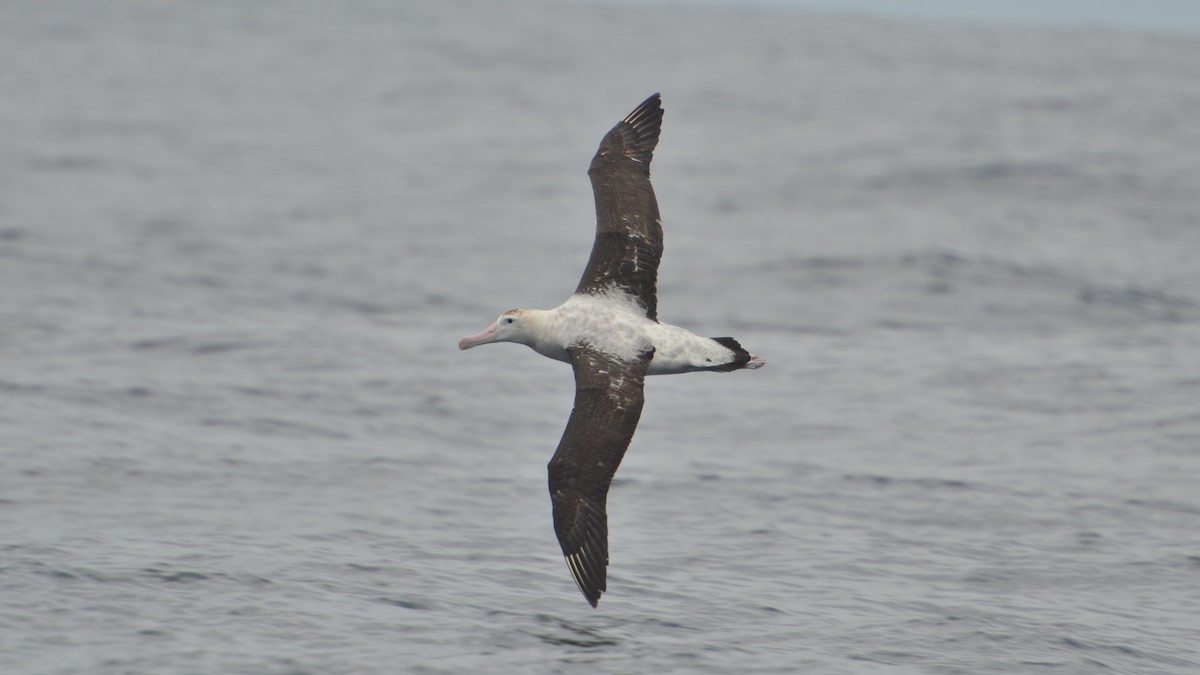 Antipodean Albatross - ML612624403