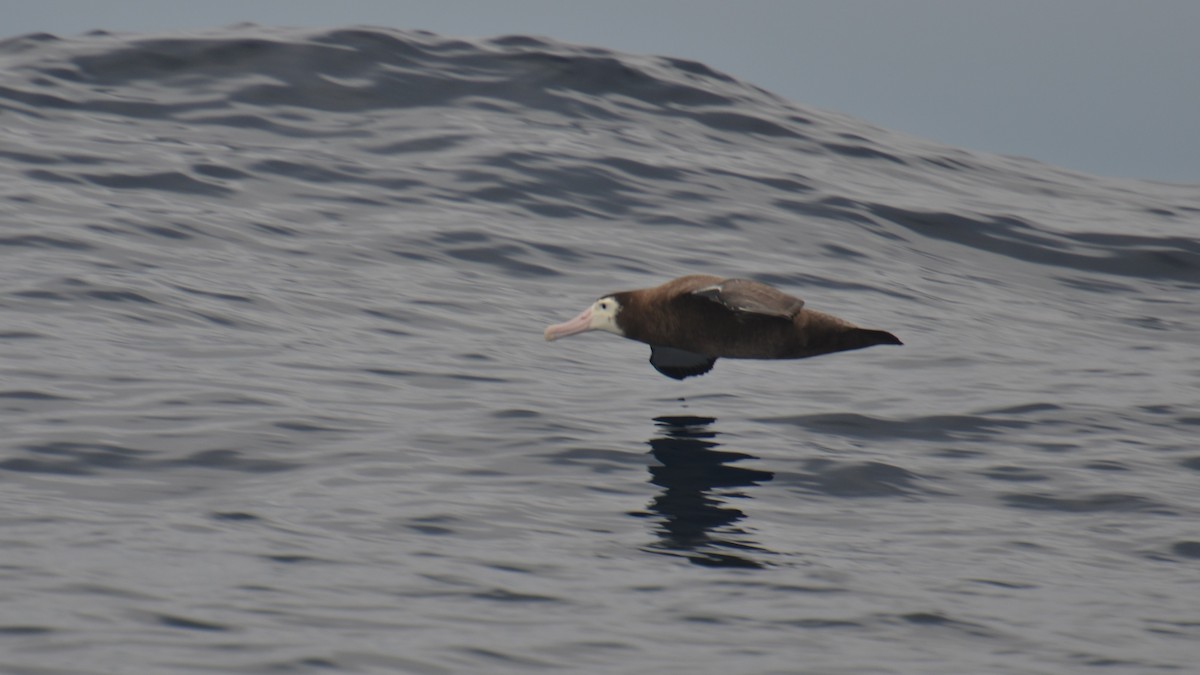 Antipodean Albatross - ML612624413