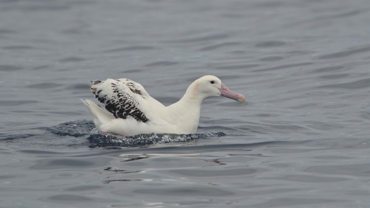 albatros stěhovavý - ML612624433