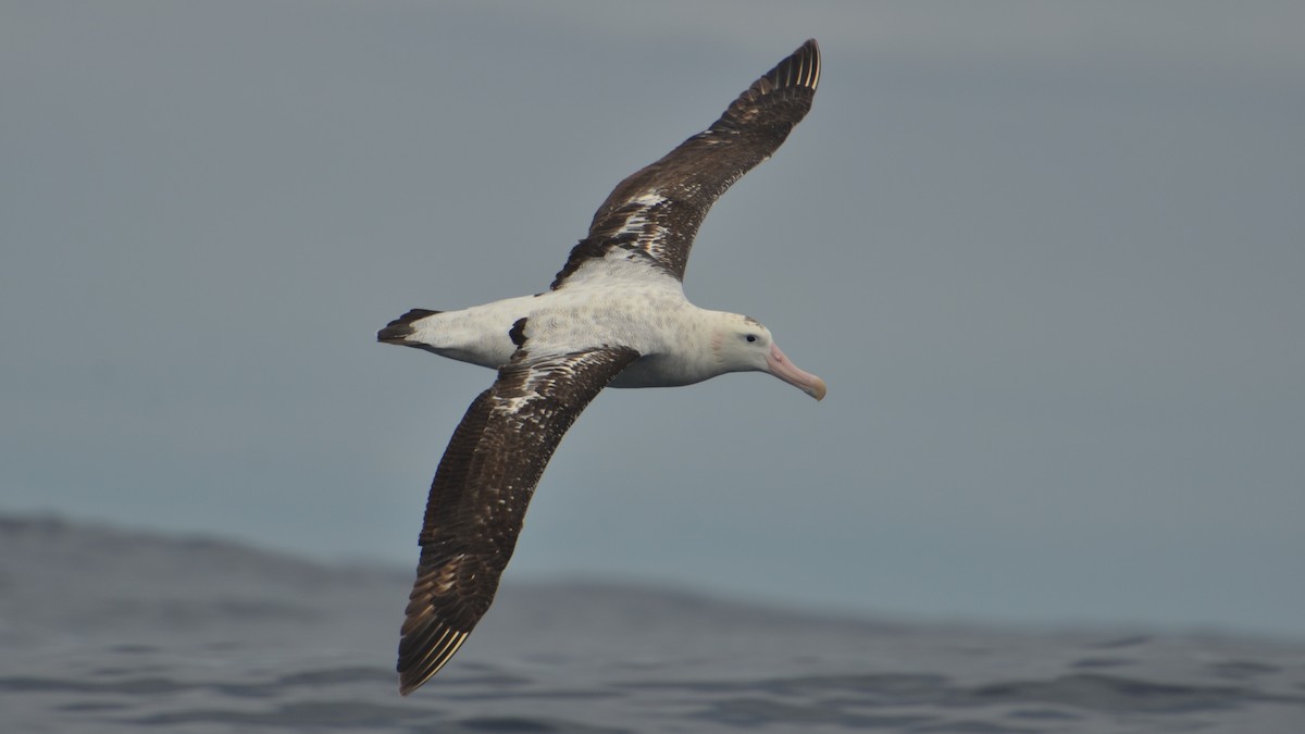 Albatros des Antipodes - ML612624446