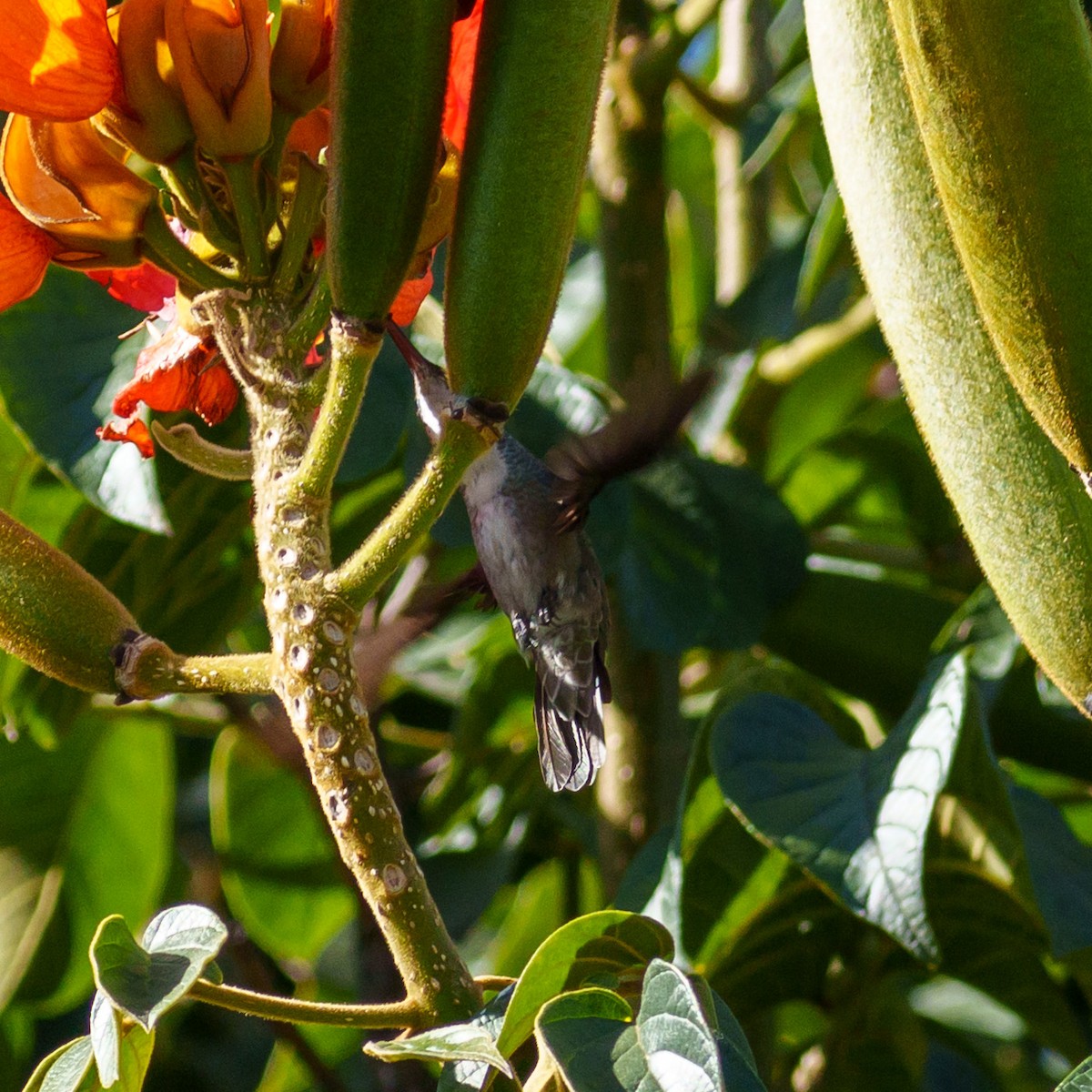 Azure-crowned Hummingbird - ML612624454
