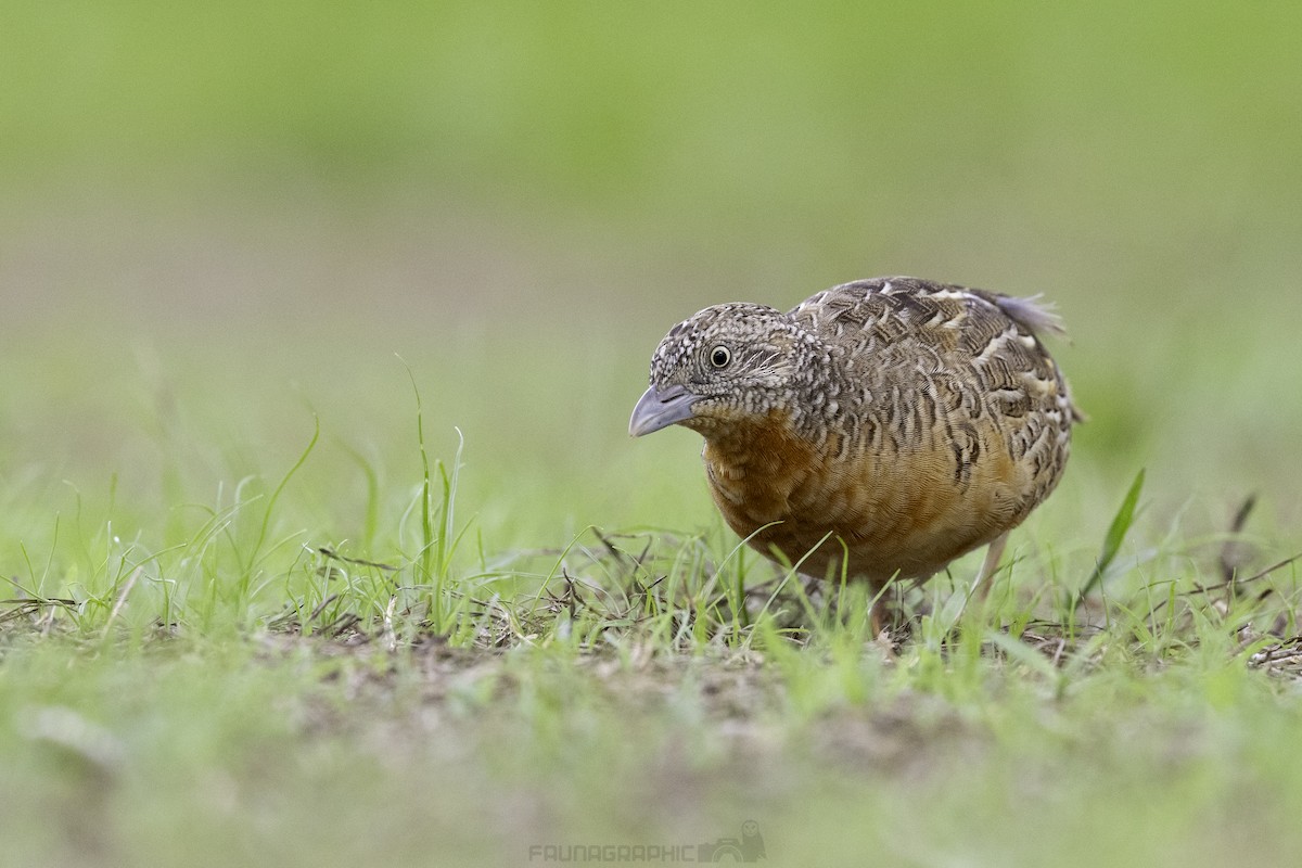 Red-chested Buttonquail - ML612624485