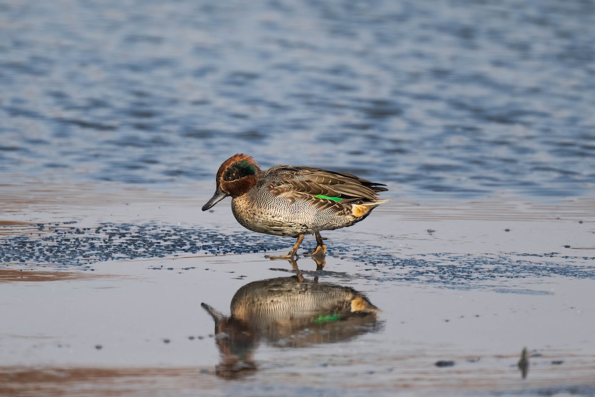 Green-winged Teal - ML612624521