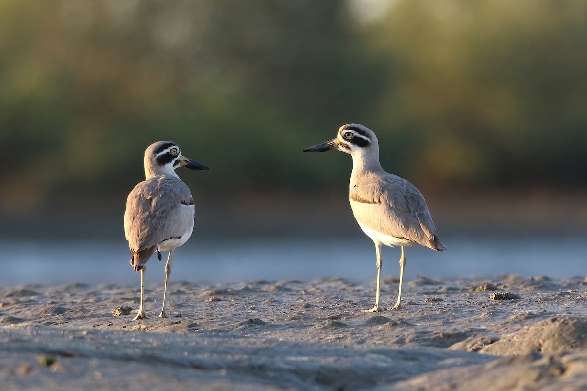 Great Thick-knee - ML612624716